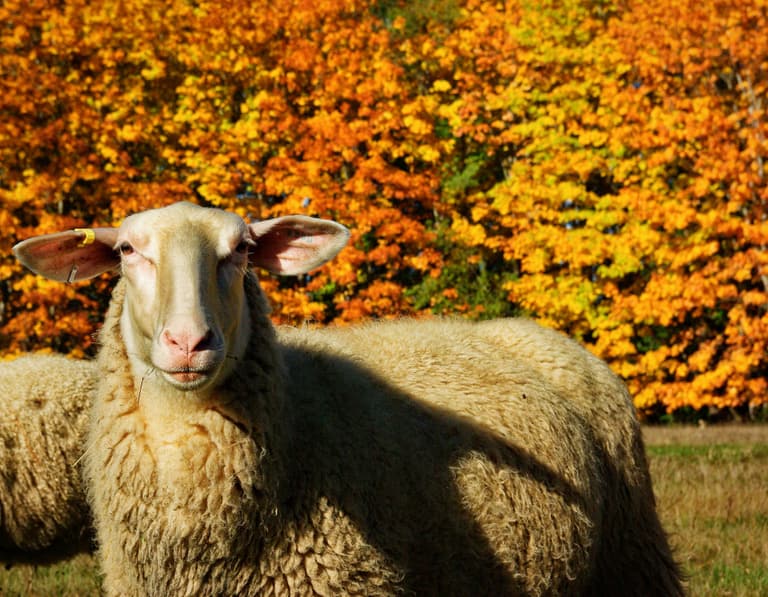 A stately looking sheep stares straight ahead while standing in a field of grass. There are trees with fall colors behind the sheep.