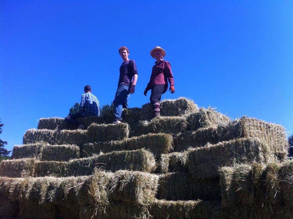Three young people stand at the top of a stack of hay bales.