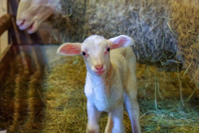 baby-lamb